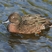Brown Teal